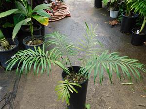 CYCAD HYBRID – CYCAS REVOLUTA X DEBAOENSIS INTERESTING AND FAIRLY COLD HARDY HYBRID