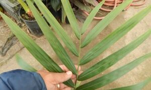 CYPHOPHOENIX ELEGANS THE ELEGANT PALM