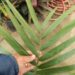 CYPHOPHOENIX ELEGANS THE ELEGANT PALM