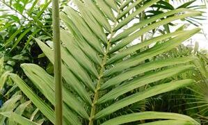 CYPHOPHOENIX NUCELE RARE, ELEGANT, THIN TRUNK PALM