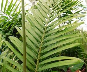 CYPHOPHOENIX NUCELE RARE, ELEGANT, THIN TRUNK PALM