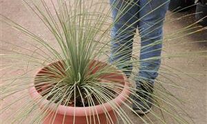 DASYLIRION LONGISSIMUM THE MEXICAN GRASS PLANT