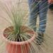 DASYLIRION LONGISSIMUM THE MEXICAN GRASS PLANT