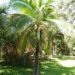 DICTYOSPERMA ALBUM VAR RUBRUM PRINCESS PALM, HURRICANE PALM