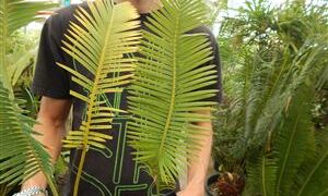 DIOON EDULE BLUE QUERETERO VARIETY