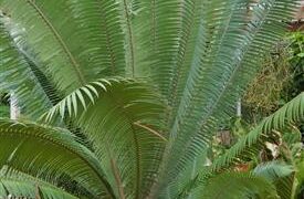DIOON MEJIAE LUSH AND TROPICAL APPEARING