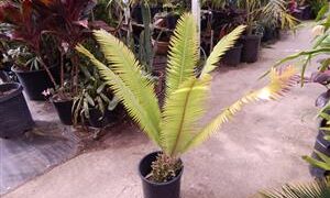 DIOON MEJIAE AN ATTRACTIVE MEDIUM SIZED CYCAD