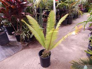 DIOON MEJIAE AN ATTRACTIVE MEDIUM SIZED CYCAD