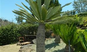 DIOON MEROLAE SLOW GROWING SMALL TO MEDIUM SIZED CYCAD