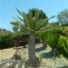 DIOON MEROLAE SLOW GROWING SMALL TO MEDIUM SIZED CYCAD