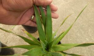 DRACENA DRACO THE DRAGON TREE