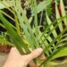 DYPSIS ARENARUM THE SAND PALM