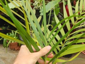 DYPSIS ARENARUM THE SAND PALM