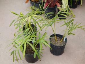 DYPSIS BARONII IDEAL RARE SUCKERING MADAGASCAR PALM