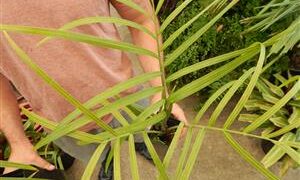 DYPSIS DECARYI THE TRIANGLE PALM