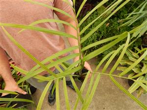 DYPSIS DECARYI THE TRIANGLE PALM