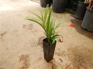DYPSIS DECARYI THE TRIANGLE PALM