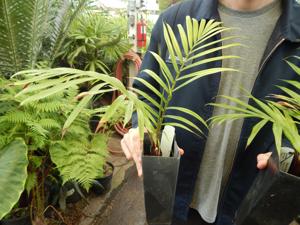 DYPSIS LASTELLIANA THE RED NECK PALM