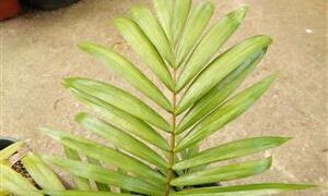 DYPSIS LEPTOCHEILOS THE TEDDY BEAR PALM