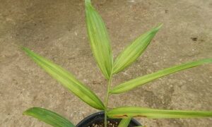 DYPSIS “MAHAJANGA”SINGLE TRUNK OR SUCKERING