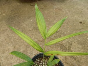 DYPSIS “MAHAJANGA”SINGLE TRUNK OR SUCKERING