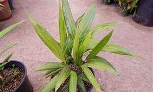 DYPSIS PEMBANA SINGLE TRUNK OR SUCKERING NATIVE TO PEMBA ISLAND