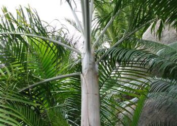DYPSIS PLUMOSA THIN TRUNK PALM FROM MADAGASCAR