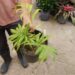 DYPSIS PRESTONIANA VERY RARE SINGLE TRUNK PALM FROM MADAGASCAR