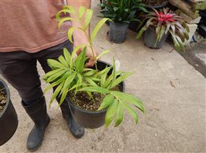 DYPSIS PRESTONIANA VERY RARE SINGLE TRUNK PALM FROM MADAGASCAR