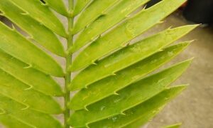 ENCEPHALARTOS AEMULANS GREEN, RARE CYCAD FROM SOUTH AFRICA