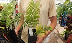 ENCEPHALARTOS AEMULANS GREEN, RARE CYCAD FROM SOUTH AFRICA