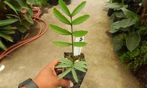 ENCEPHALARTOS ALTENSTEINII LARGER GREEN CYCAD FROM SO AFRICA