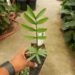 ENCEPHALARTOS ALTENSTEINII LARGER GREEN CYCAD FROM SO AFRICA