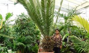 ENCEPHALARTOS ALTENSTEINII LARGER GREEN CYCAD FROM SO AFRICA