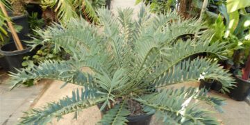 ENCEPHALARTOS ARENARIUS – BLUE & GREEN VARIETIES RARE SOUTH AFRICAN CYCAD