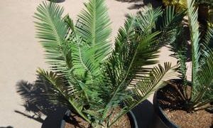 ENCEPHALARTOS CERINUS DWARF SOUTH AFRICAN SPECIES