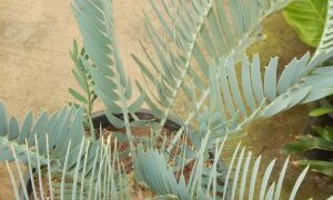 ENCEPHALARTOS EUGENE-MARAISII EXTREMELY ATTRACTIVE BLUE TRANSVAAL CYCAD