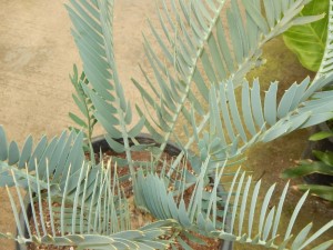 ENCEPHALARTOS EUGENE-MARAISII EXTREMELY ATTRACTIVE BLUE TRANSVAAL CYCAD