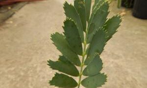 ENCEPHALARTOS EUGENE-MARAISII EXTREMELY ATTRACTIVE BLUE TRANSVAAL CYCAD