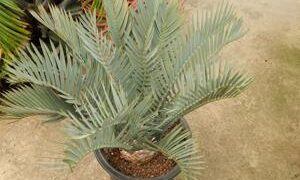 ENCEPHALARTOS LEHMANNII RARE BLUE SOUTH AFRICAN CYCAD FOR FULL COASTAL SUN
