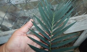 ENCEPHALARTOS LEHMANNII RARE BLUE SOUTH AFRICAN CYCAD FOR FULL COASTAL SUN