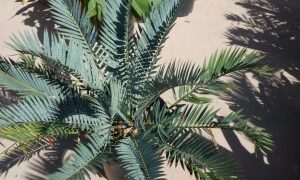 ENCEPHALARTOS LEHMANNII RARE BLUE SOUTH AFRICAN CYCAD FOR FULL COASTAL SUN