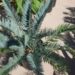 ENCEPHALARTOS LEHMANNII RARE BLUE SOUTH AFRICAN CYCAD FOR FULL COASTAL SUN