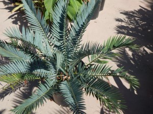 ENCEPHALARTOS LEHMANNII RARE BLUE SOUTH AFRICAN CYCAD FOR FULL COASTAL SUN