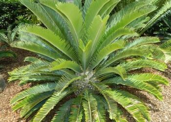 ENCEPHALARTOS LONGIFOLIUS – GREENFORM MEDIUM TO LARGE RARE SOUTH AFRICAN CYCAD