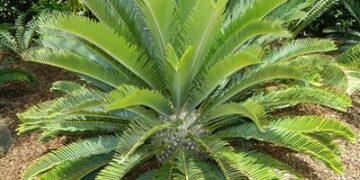 ENCEPHALARTOS LONGIFOLIUS – GREENFORM MEDIUM TO LARGE RARE SOUTH AFRICAN CYCAD
