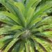 ENCEPHALARTOS LONGIFOLIUS – GREENFORM MEDIUM TO LARGE RARE SOUTH AFRICAN CYCAD