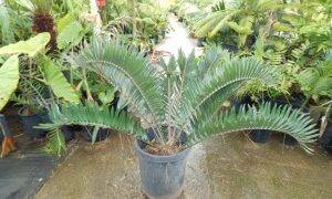 ENCEPHALARTOS LONGIFOLIUS BEAUTIFUL SOUTH AFRICAN CYCAD WITH GREEN TO BLUE LEAVES