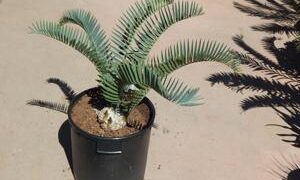 ENCEPHALARTOS LONGIFOLIUS – BLUE FORM MEDIUM TO LARGE RARE SOUTH AFRICAN CYCAD