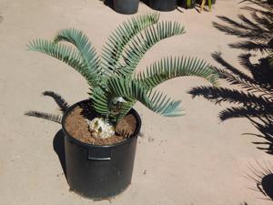 ENCEPHALARTOS LONGIFOLIUS – BLUE FORM MEDIUM TO LARGE RARE SOUTH AFRICAN CYCAD